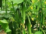 اولین کنه‌کش گیاهی بومی ایران ثبت شد