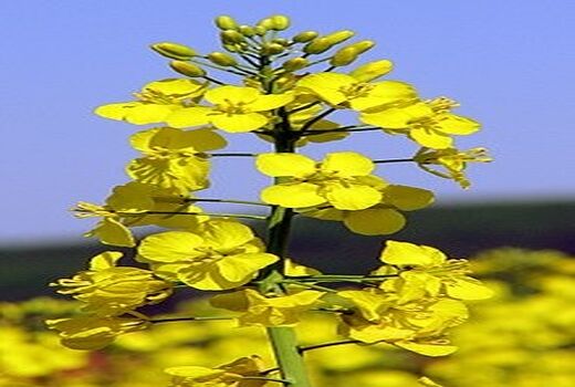 جلوگیری از سرمازدگی با استفاده از اسیدهای آمینه پتاسیمی و عناصر ریزمغذی از جمله روی و منگنز