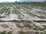خسارت بارش باران تابستانی و تگرگ در دو روز گذشته به بخش کشاورزی خراسان شمالی 