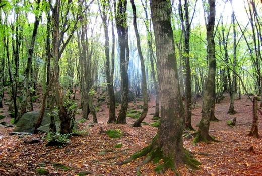 توسعه ۲۵ هزار هکتاری جنگل‌ها در سال جاری