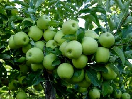 445 هزار هکتار از باغ های کشور اصلاح و نوسازی می شود