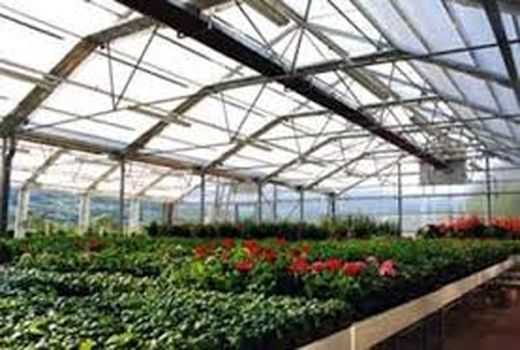 افزایش سطح گلخانه‌های کشور به 10 هزار هکتار