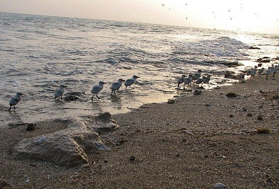 گزارش جدیدی از دلفین پورپویز در پارک ملی دیر نخیلو