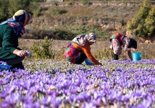 بانوان اصفهانی با کشاورزی شهری، زندگی سبز را به خانهها بازگرداندند