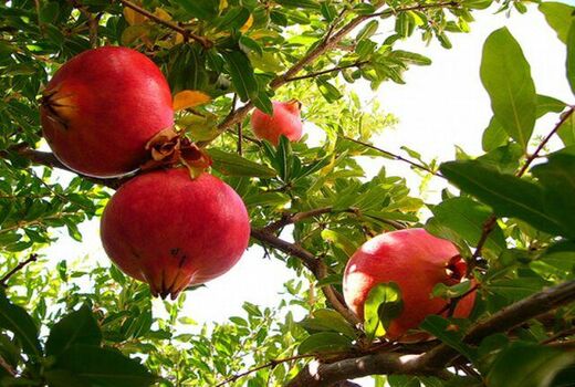 تولید 1 میلیون تن انار در سال جاری 