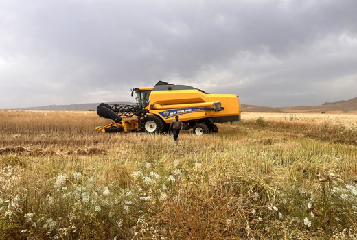 پیش بینی خرید 17 هزار تن گندم در ایذه