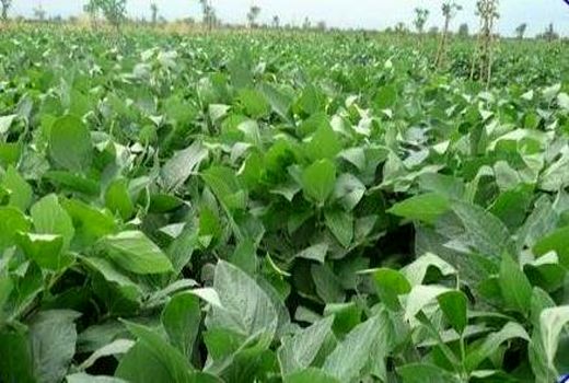 کشت مکانیزه 50 درصدی سویا در نکا