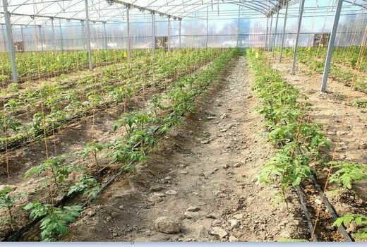 40 قطعه زمین گلخانه‌ای به کشاورزان گرمه واگذار شد