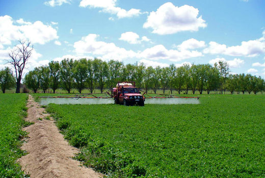 تشکیل 162 شبکه پایش آفت سن غلات در قزوین