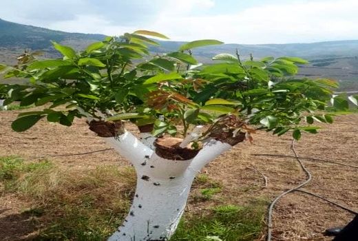 اجرای طرح پیوند سرشاخه کاری در ۵۰ هکتار از باغات گردوی استان قزوین
