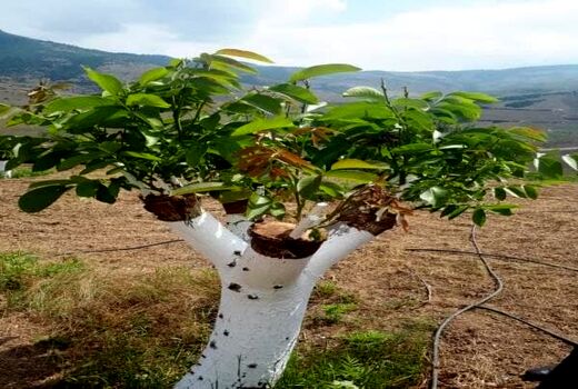 اجرای طرح پیوند سرشاخه کاری در ۵۰ هکتار از باغات گردوی استان قزوین