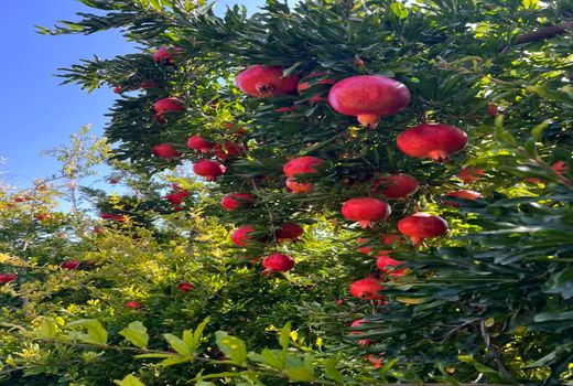 تولید کننده انار استان فارس نمونه ملی شد