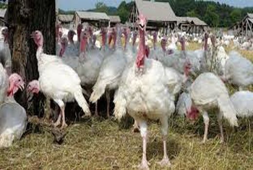 بررسی مشکلات طرح‌های پرورش مرغ و بوقلمون شهرستان رابر 