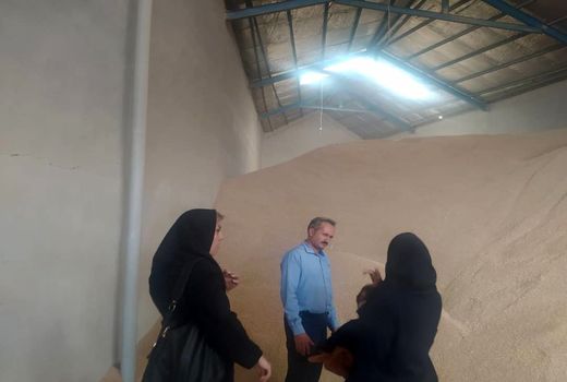 خرید دو هزار و ۴۵۲ تن  گندم  از کشاورزان شهرستان تبریز 