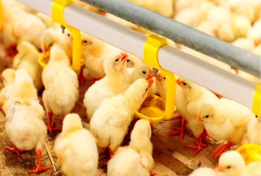 جوجه‌ریزی بی‌سابقه در استان همدان