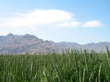 بیش از 68 هزارهکتارازاراضی سیستان وبلوچستان زیرکشت گندم رفت