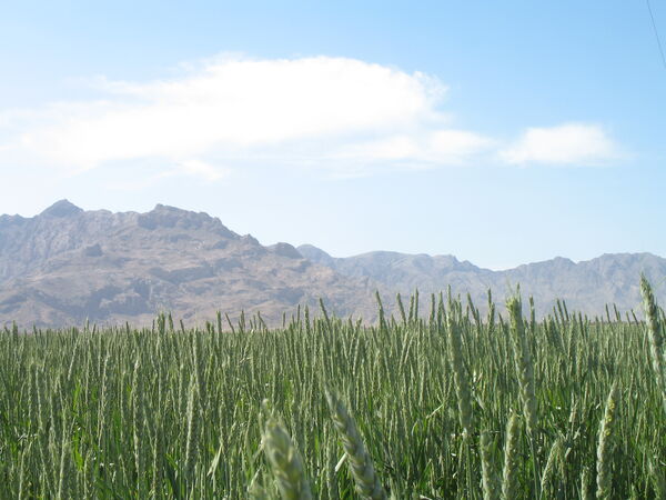 بیش از 68 هزارهکتارازاراضی سیستان وبلوچستان زیرکشت گندم رفت