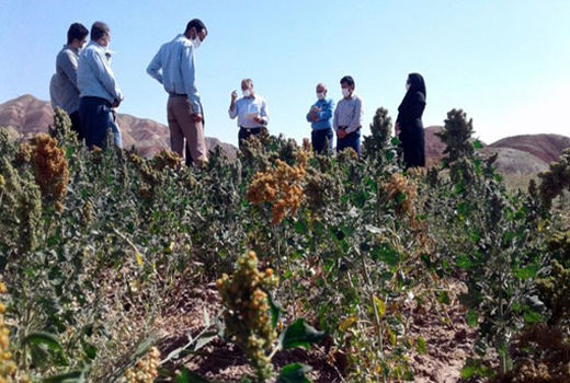 برگزاری کارگاه آموزشی-ترویجی ایجاد مزرعه کینوآ 