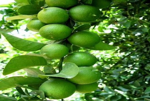 برداشت لیموترش از قطب تولید کشور  