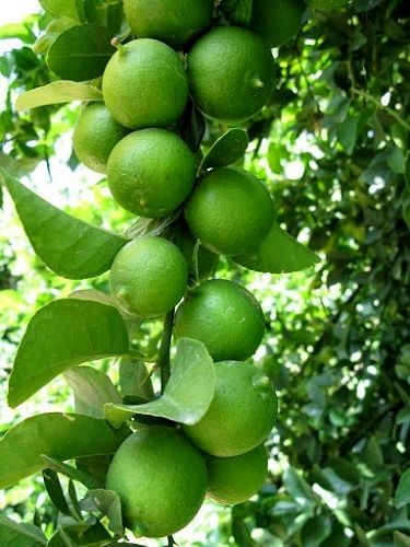 برداشت لیموترش از قطب تولید کشور
