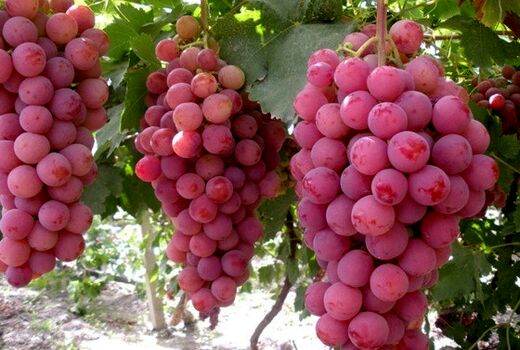 سرمایه در گردش شرکت کنسانتره شاهرود توسط صندوق حمایت استان سمنان تأمین شد