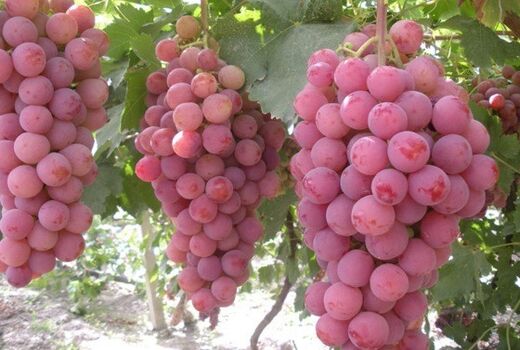 سرمایه در گردش شرکت کنسانتره شاهرود توسط صندوق حمایت استان سمنان تأمین شد