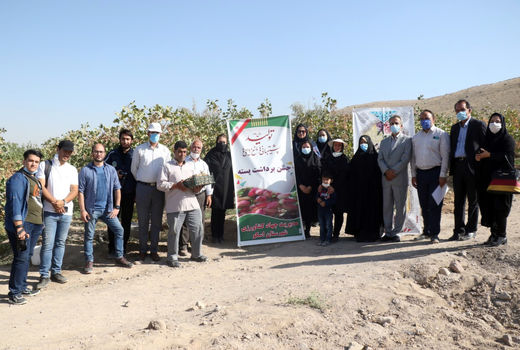 برداشت بیش از 375 تن  پسته از باغات استان آذربایجان شرقی 