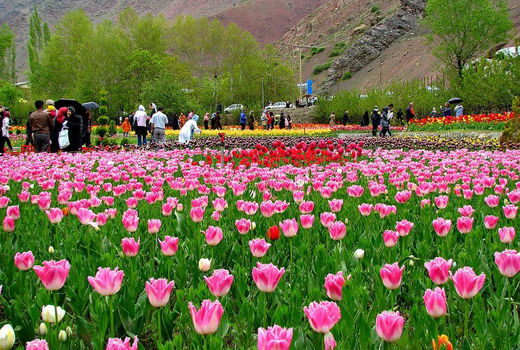 سالانه 44 میلیون شاخه گل در البرز تولید می‌شود