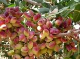 برداشت پسته  از ۳۷ هزار هکتار باغات بارور شهرستان زرند