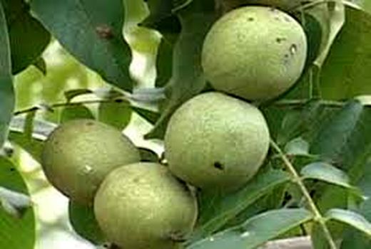 توسعه کمی و کیفی گردو شهرستان بافت با تدوین سند جامع توسعه گردوی شهرستان