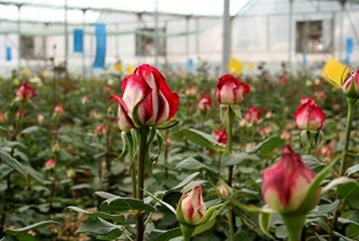 اولین پایانه گل شاخه بریده در منطقه  جنوب شرق استان افتتاح شد