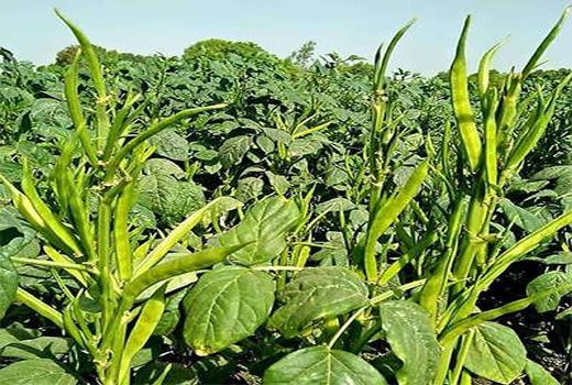 کشت گیاه مقاوم به شوری در ۳۰ هکتار از زمین‌های بوشهر