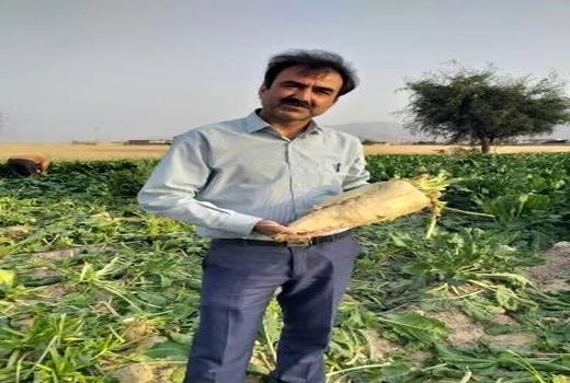 تولید چغندر قند پس از سه دهه در رستم 