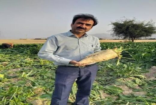 تولید چغندر قند پس از سه دهه در رستم 
