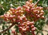تولید سالیانه ۱۲ هزار تن پسته در شهرستان سرایان