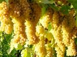 پیش بینی برداشت حدود۳۵۵ هزار تن انگور از باغات خراسان رضوی