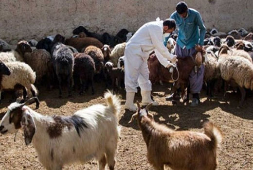 بیش از ۶ میلیون دام و طیور در بوشهر تحت معالجه قرار گرفتند