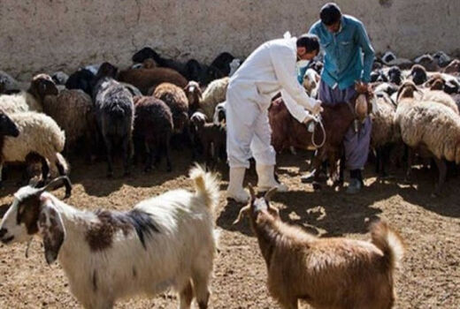 بیش از ۶ میلیون دام و طیور در بوشهر تحت معالجه قرار گرفتند