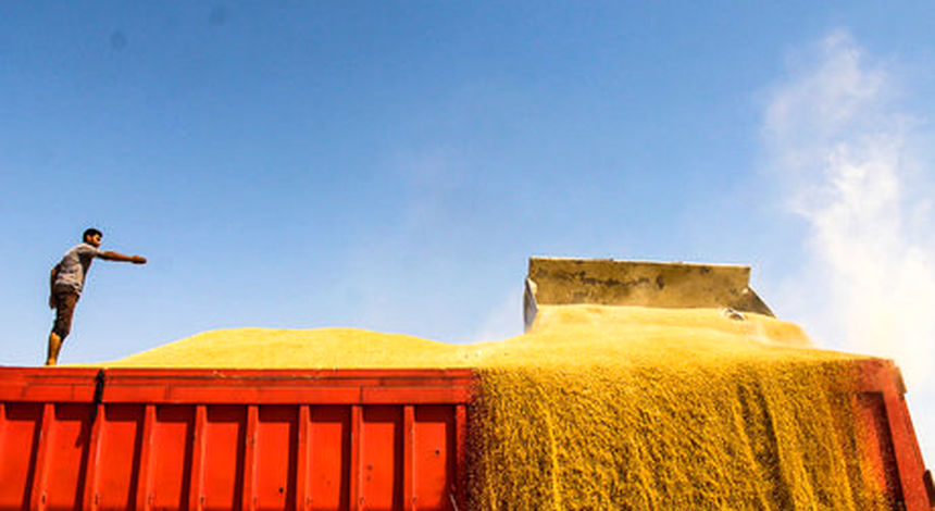 واردات ۴٫۸ میلیون تنی گندم و دانه‌های روغنی در ۱۰ ماهه ۱۴۰۴