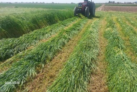برداشت قصیل جو در شهرستان گرمسار