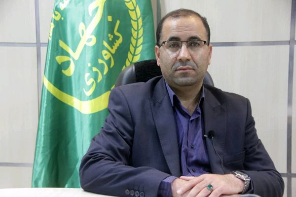 تامین بیش از ۵۰درصد بذر گندم آبی و دیم مورد نیاز کشت گندم استان