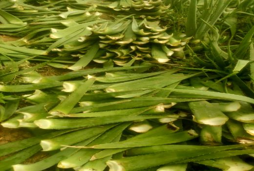 برداشت آلوئه‌ورا در کوار