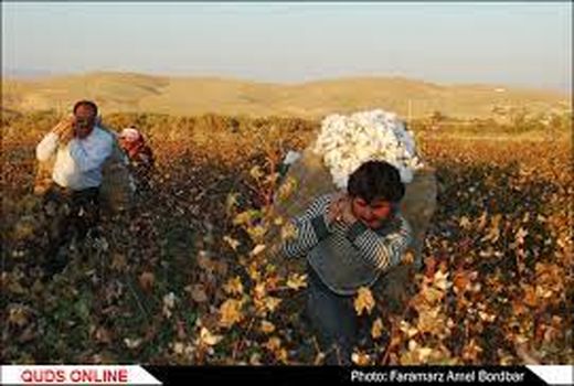 برداشت سنتی پنبه از مشکلات پیش رو کشاورزان خراسان شمالی