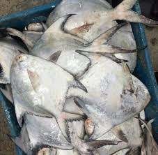 ممنوعیت صید ماهی حلوای سفید در خوزستان