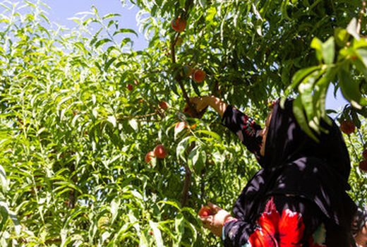 سطح زیرکشت باغ‌های هلو و شلیل ابرکوه ۲۰ هکتار کاهش یافت