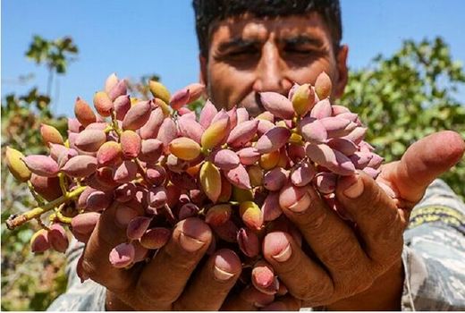 وجود بیش از ۴ هزار هکتار باغ پسته در خراسان شمالی