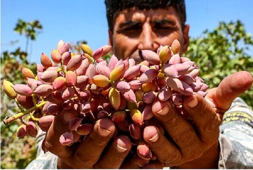 وجود بیش از ۴ هزار هکتار باغ پسته در خراسان شمالی