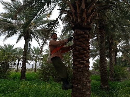 آغاز گرده افشانی نخیلات در قیروکارزین