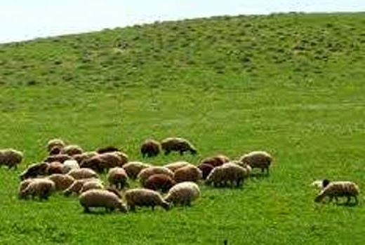 مدیریت چرای دام در مراتع میانبند استان تهران آغاز شد