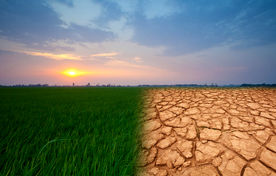 بحران‌های اقلیمی امنیت غذایی جهان را تهدید می‌کنند